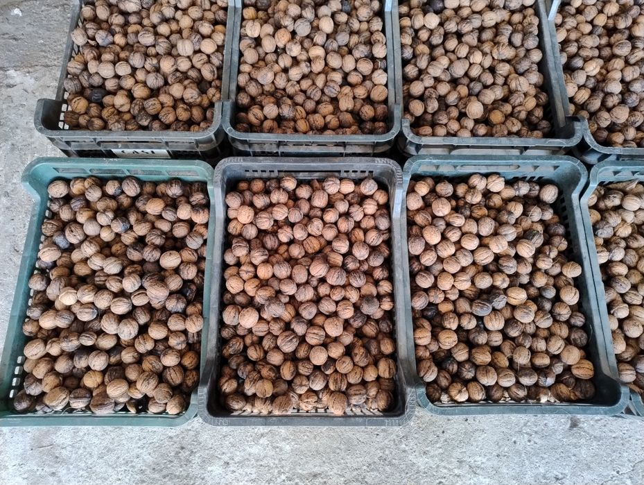 Orzechy włoskie  sezon 2025