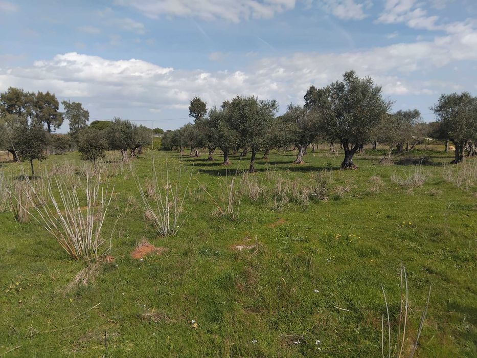 Magnifico terreno/olival em Vila Boim