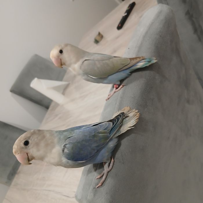 Pássaros Agapórnis