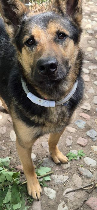 Piesek okolo poltora roku