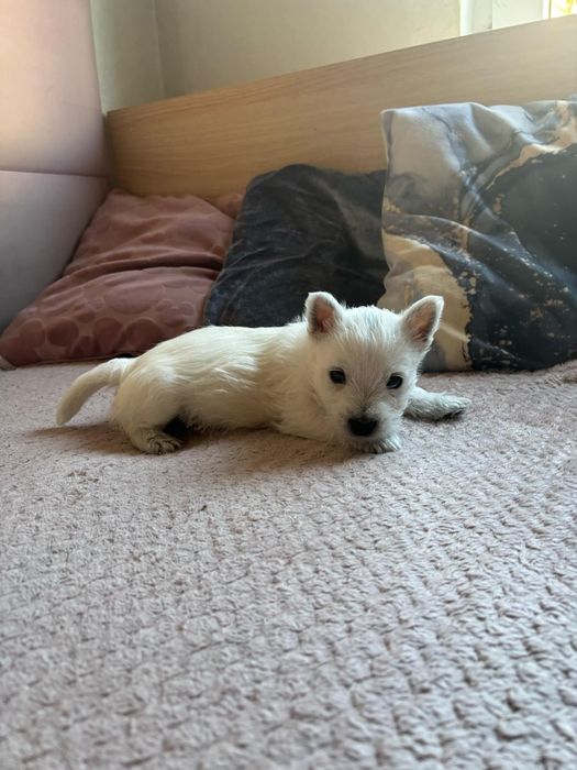 West highland white terrier