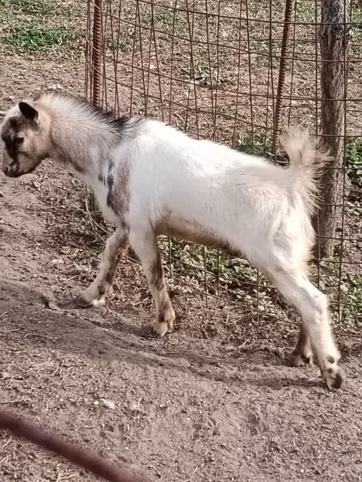 Vendo Cabritinho com três meses e meio