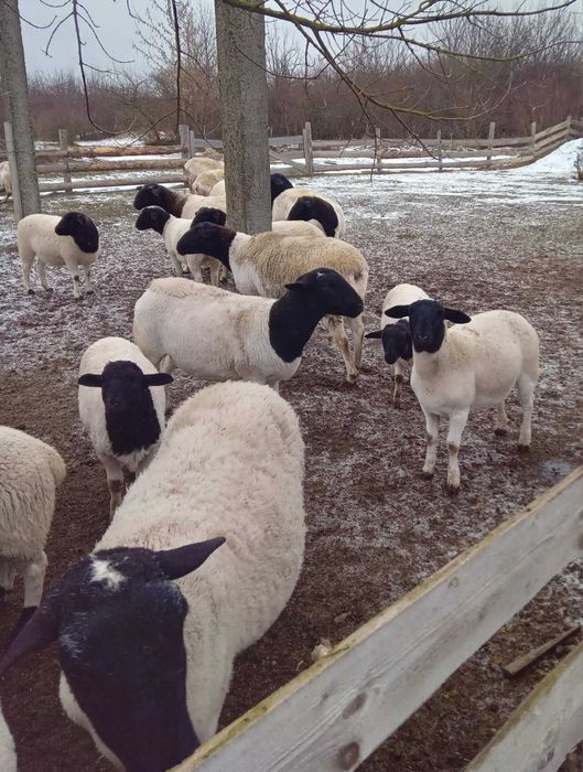 Баранчикі Дорпер