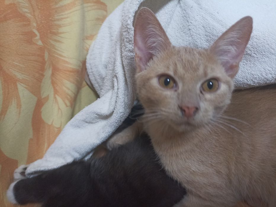Кошенята у добрі руки.