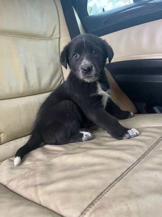 Песик в хороші руки