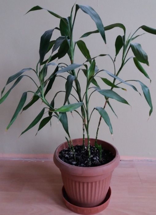 Lucky bamboo szczliwy bambus Dracena Sandera Chemek  OLX.pl