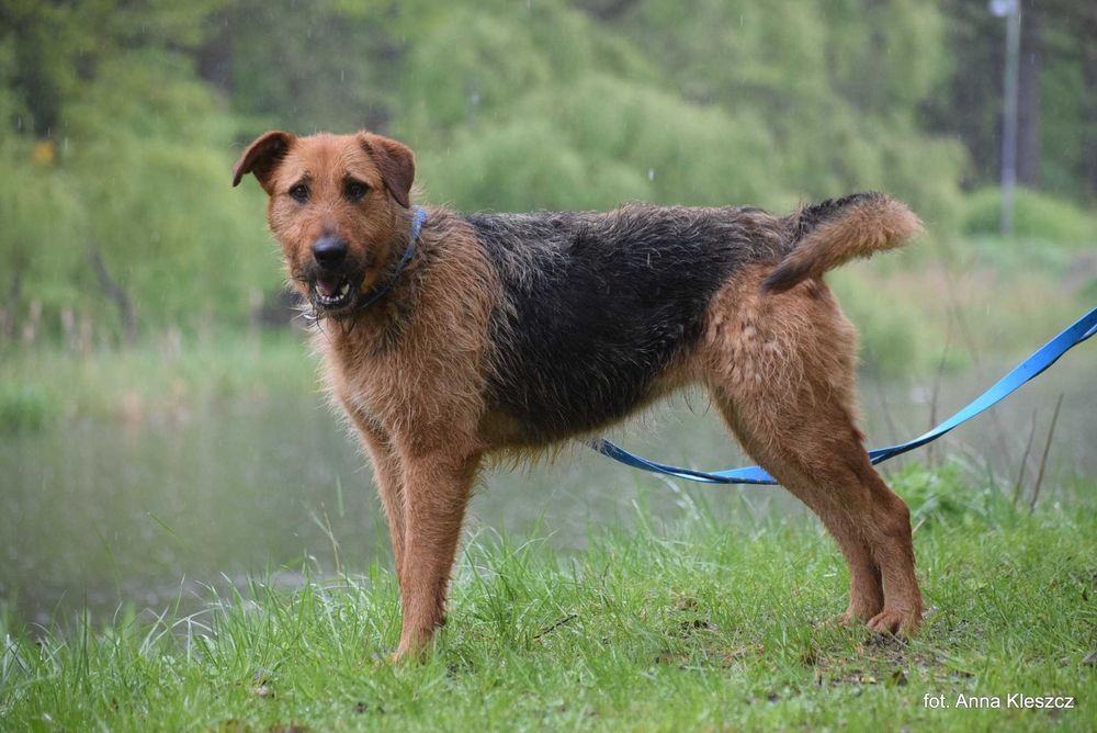 Greta – terier z charakterem i sercem ze złota
