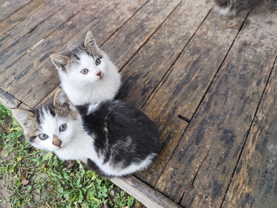 Do oddania dwie kotki