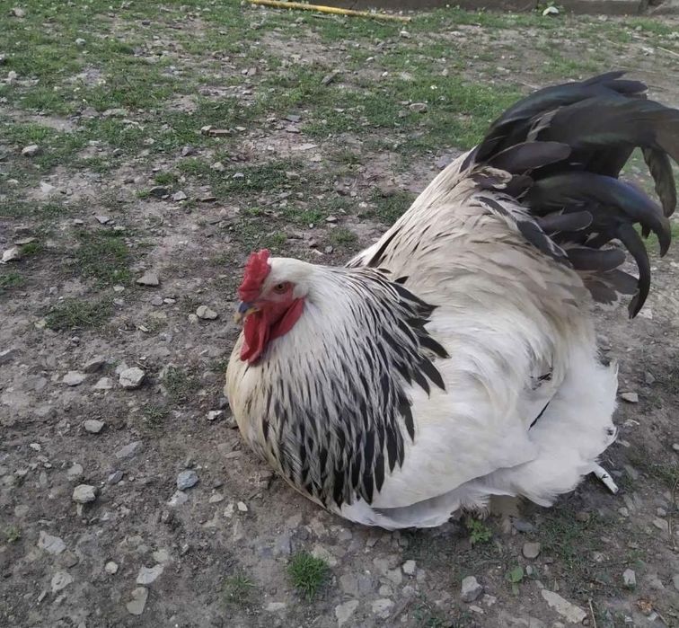 Яйця для інкубації всіх напрямків