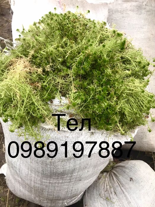 Лісовий мох, дикранум, ягель, сфагнум