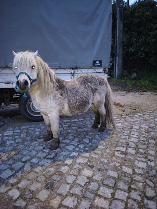 Pôneis mansos para venda