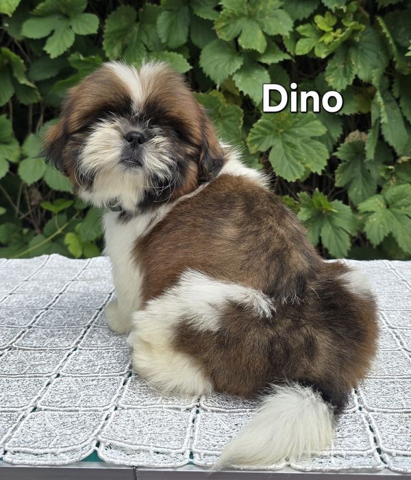 Piesek Shih tzu ZKWP