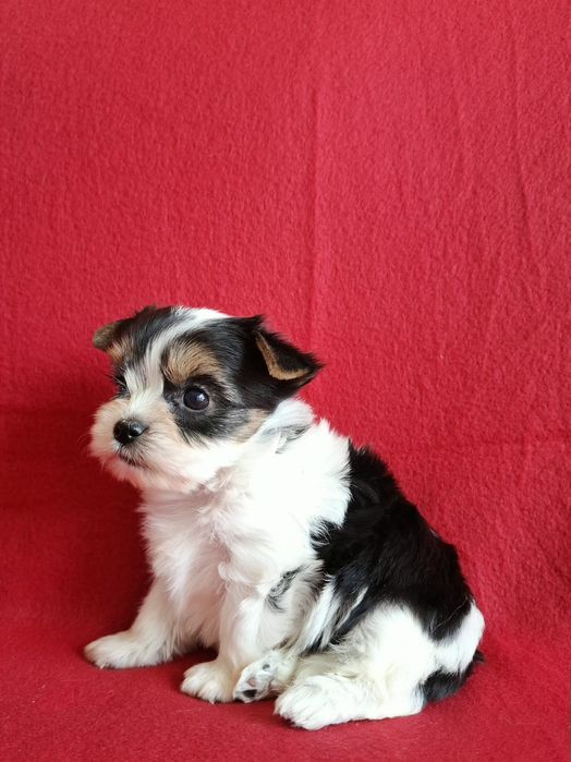 York biewer yorkshire terrier biewer piesek rodowód 4ro pokoleniowy