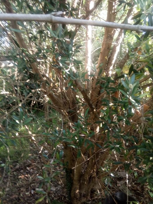 Venda oliveiras  k dão azeitonas