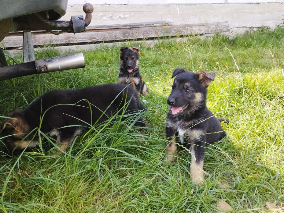 Продам цуценят німецької вівчарки