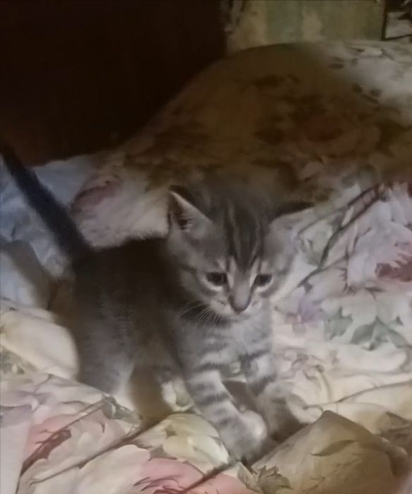 Котята в новую семью