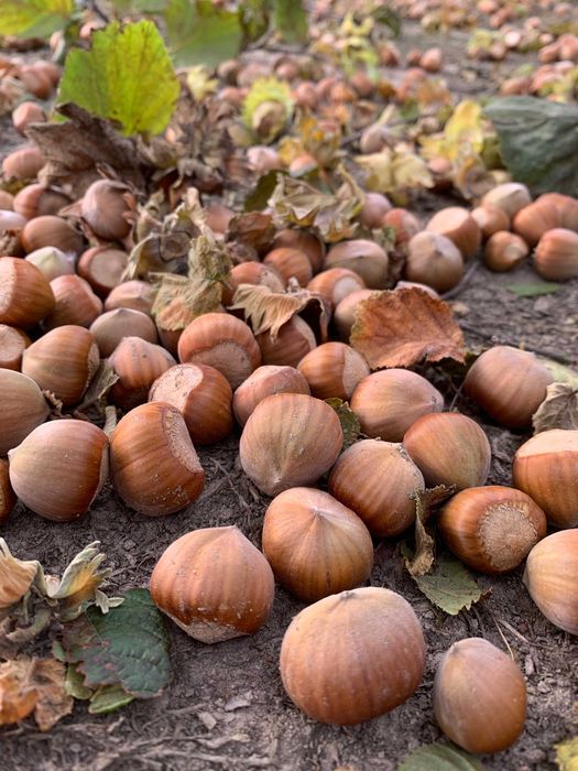 Orzech laskowy skarb hiszpańskich wzgórz Kataloński 10 kg - 2026
