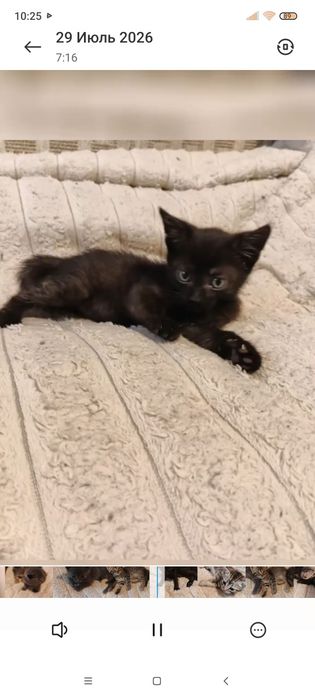 Маленький чёрный котёнок, мальчик, спокойный..