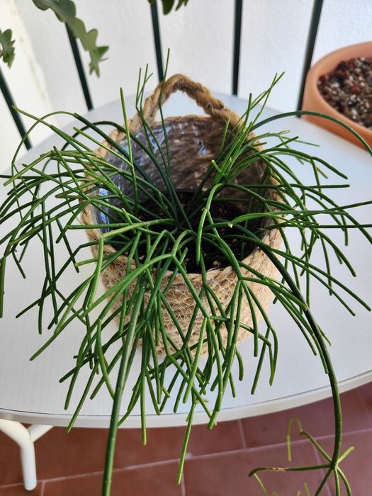 Rhipsalis baccifera // planta interior