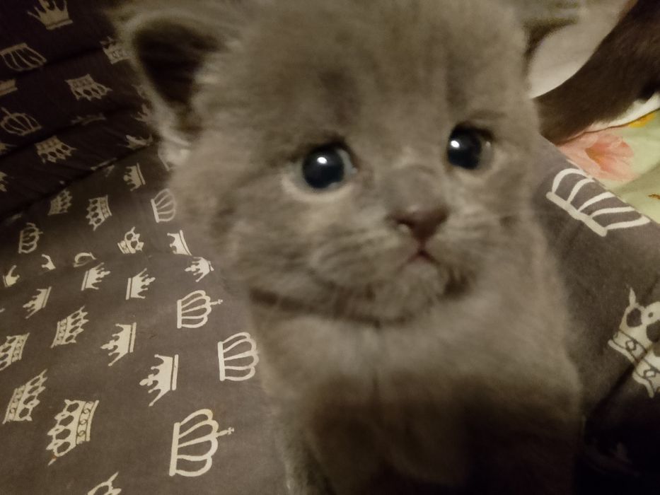 Котята,кот,кошка