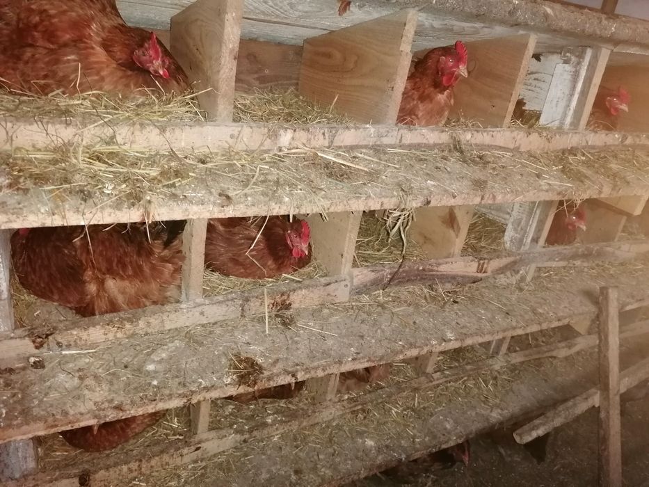 Sprzedaż swojskich jaj