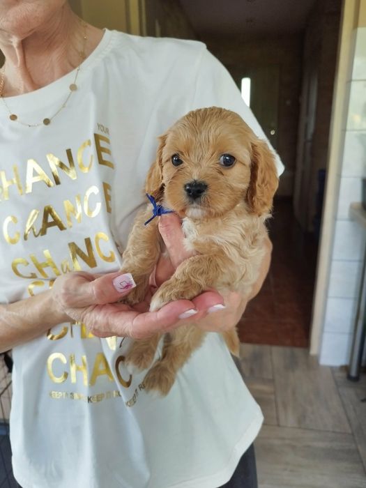 Cavapoo pieski.!