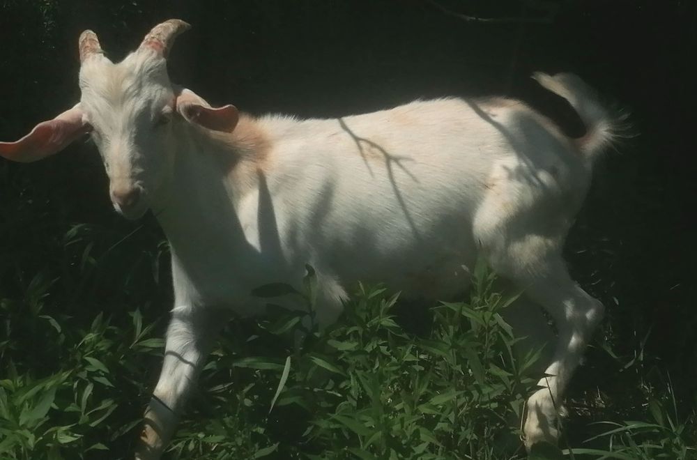 Kozioł, koziołek lub zamienię