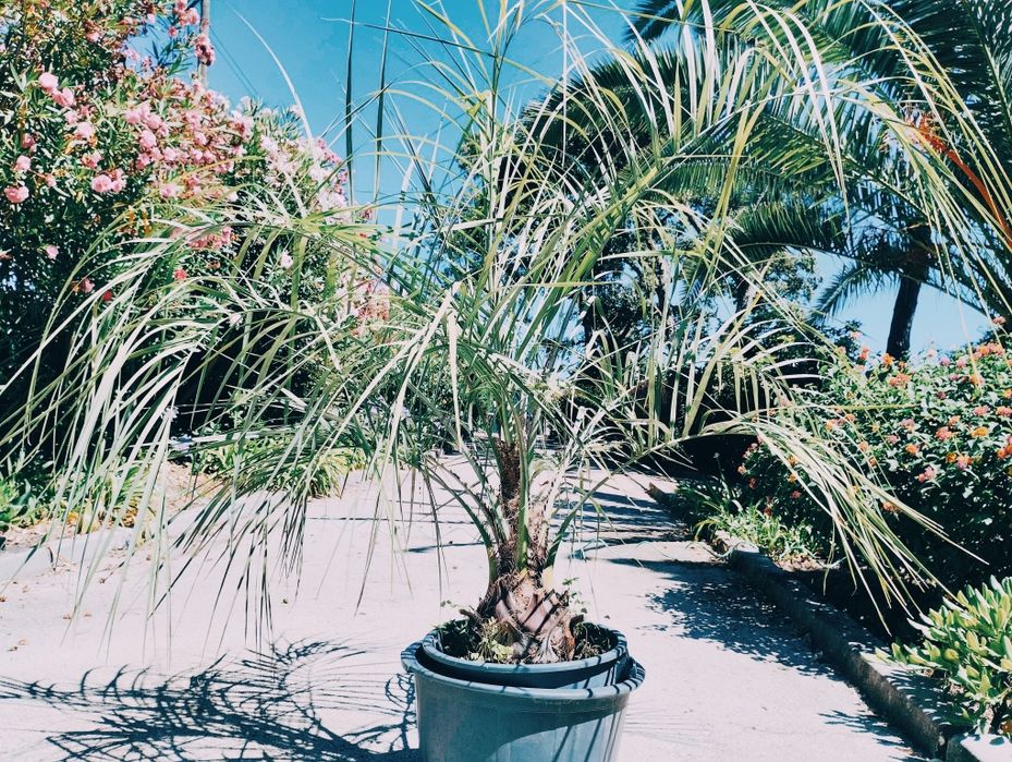 Palmeiras azuis Butia capitata ou butiazeiros