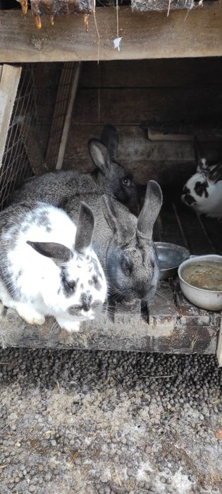 Кролики  різних порід