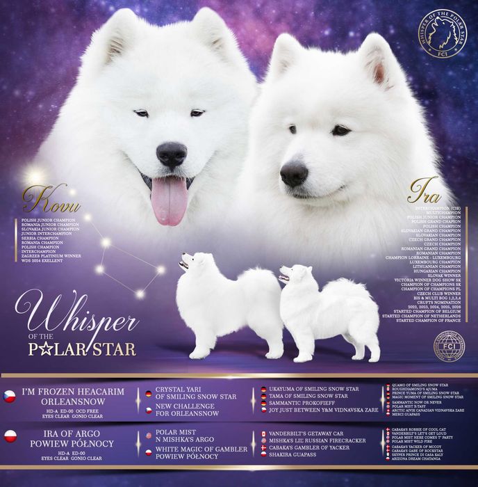 Samoyed Szczeniak ZKwP/FCI odbiór koniec lutego 2026