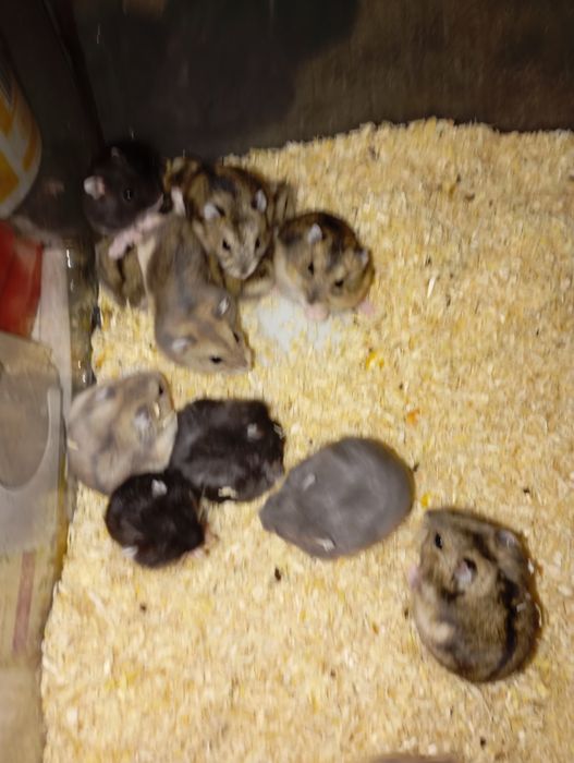 Chomik dżungarski w sklep zoologiczny Pawik.pl