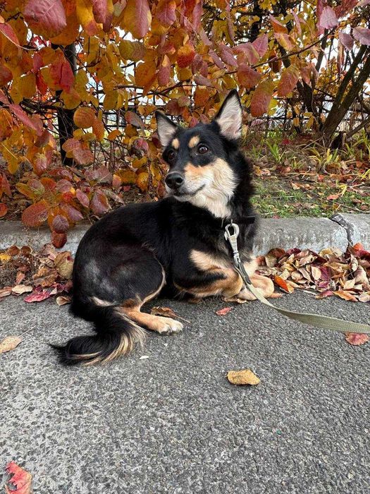 Маленька собака, метис такси, 1 рік, дівчинка
