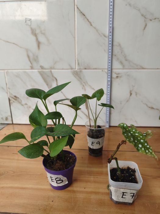 Lote de plantas baby