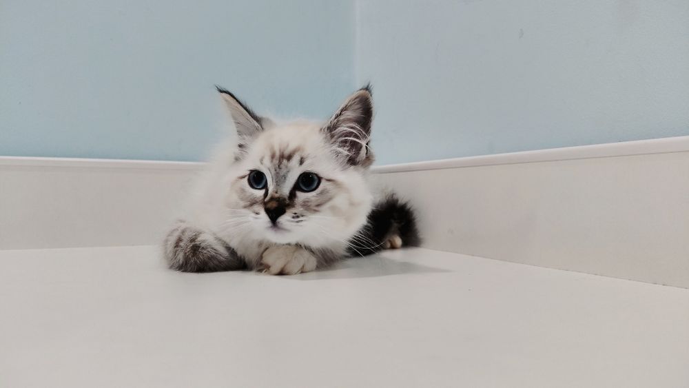 Uroczy kocurek Ragdoll