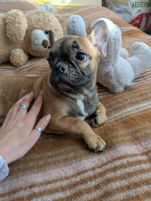 Чудова руденька міні  дівчинка в пошуку люблячої родини