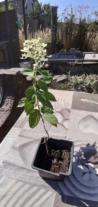 Продам гортензии Пинки Винки, Полар Бир и др. растения