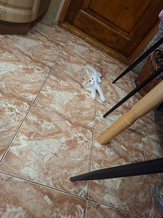 Котик рижий крупний
