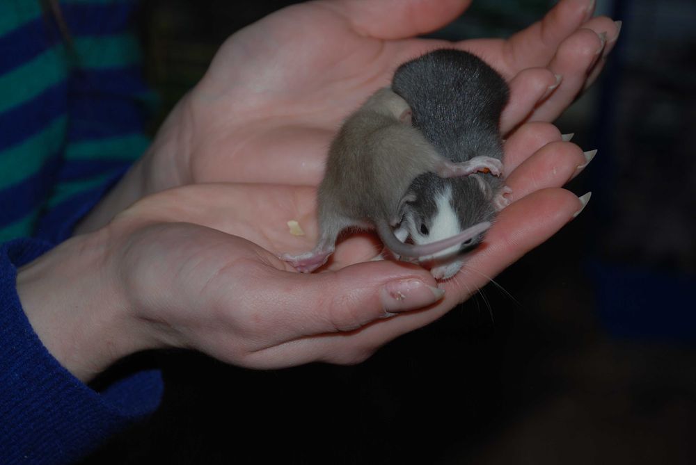 Щуренятка щурики, домашня декоративна криска дамбо та укомплект клітки