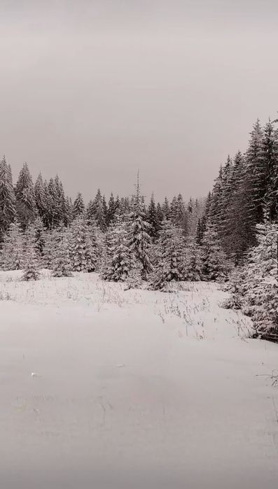 Ділянка оточена лісом