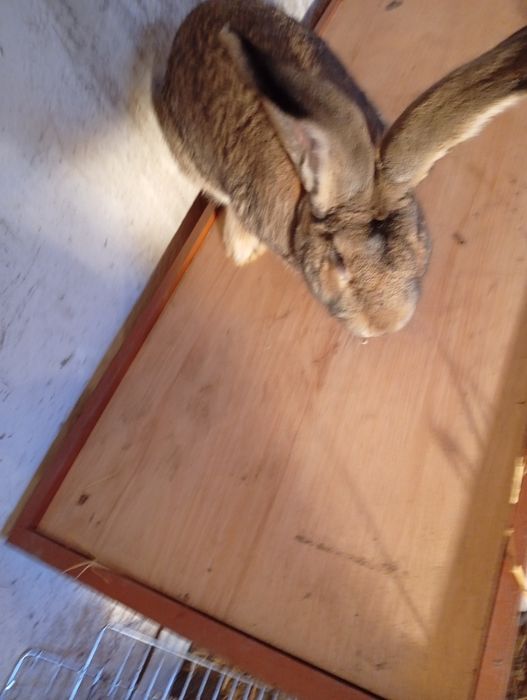 Sprzedam samca Belga