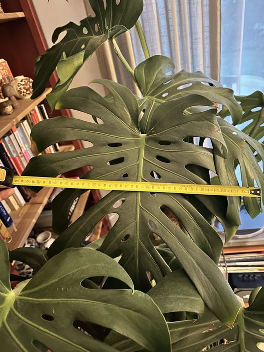 Monstera deliciosa