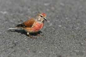 Casal Aves (varias aves)