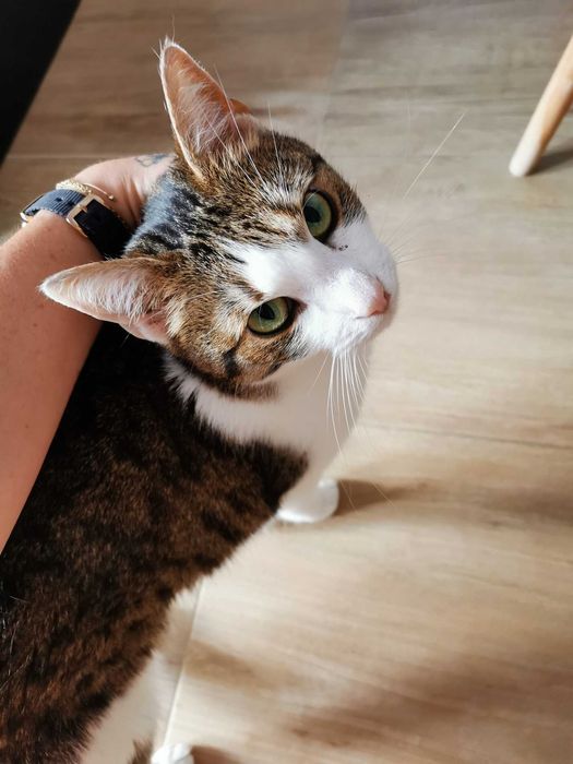 Ptysia - koteczka bez ogonka