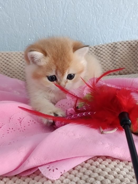 Пухнастий антистресик