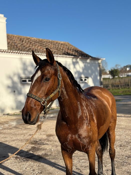 Égua Lusitana com livro azul