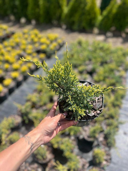 jałowiec łuskowaty DREAM JOY doniczka 2L rozchylający PIĘKNY