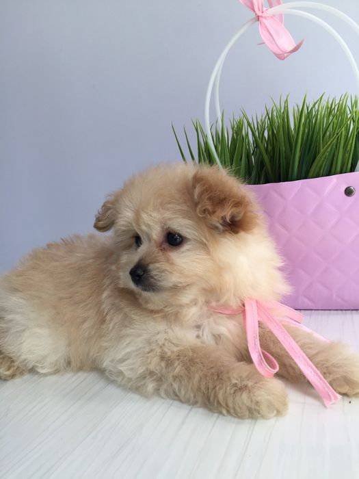 Помапу гарненькі дівчатка