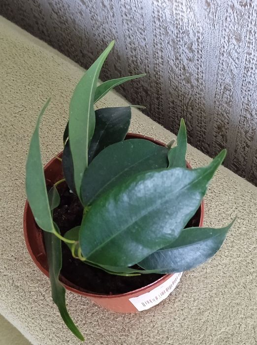 Фікус бенджаміна Даніель