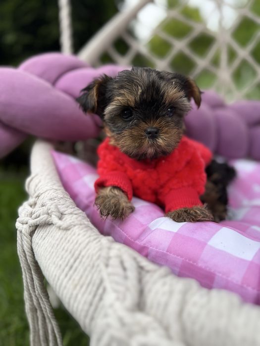 Шикарні супер мініки йорки