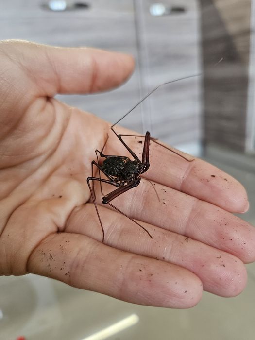 Amblypygi Euphrynichus bacillifer